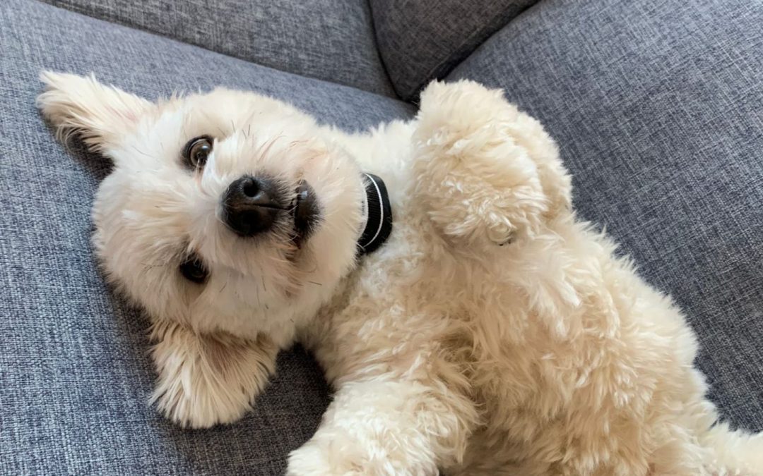 Coton